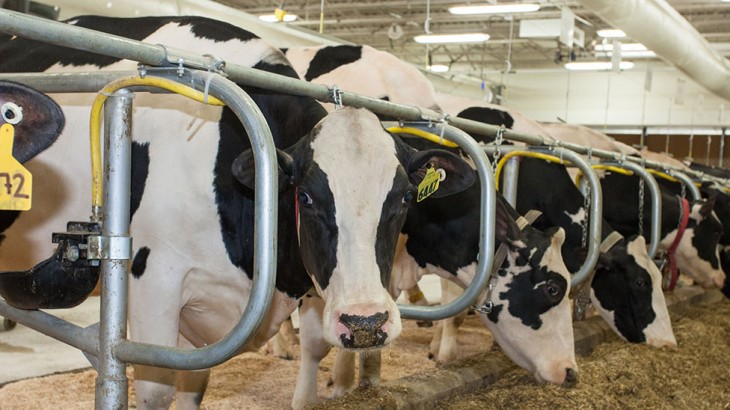 dairybanner